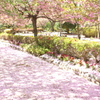 桜の小道