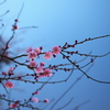 紅梅