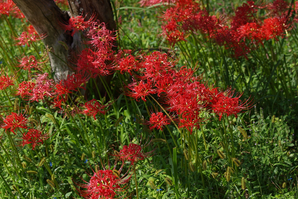 曼珠沙華