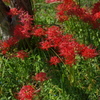 曼珠沙華