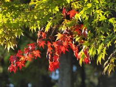 Green in Red