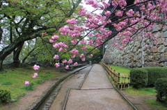 松江城の八重桜