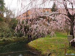 池と枝垂桜。