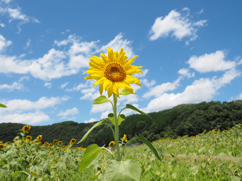 夏の空と、ヒマワリ。