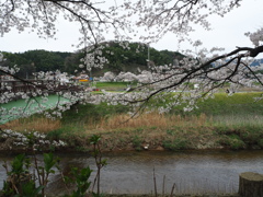 小川と桜。