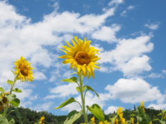 夏の花、ひまわり。