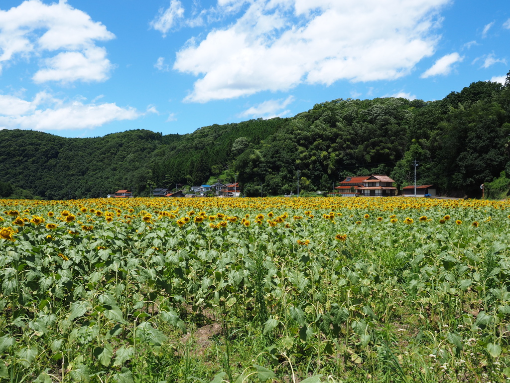 向日葵の里。