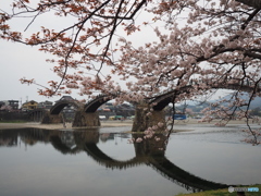 春の錦帯橋。