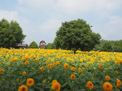 真夏の高原に咲く向日葵。