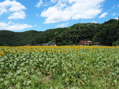 百万本の向日葵。