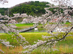 桜。