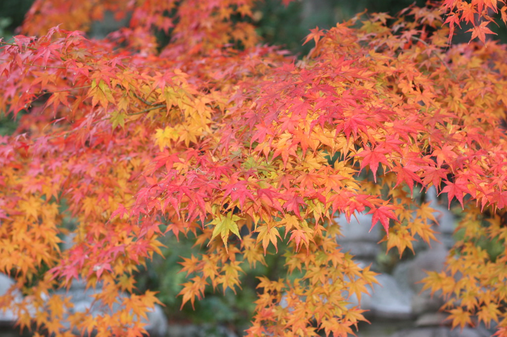 勝尾寺の紅葉２