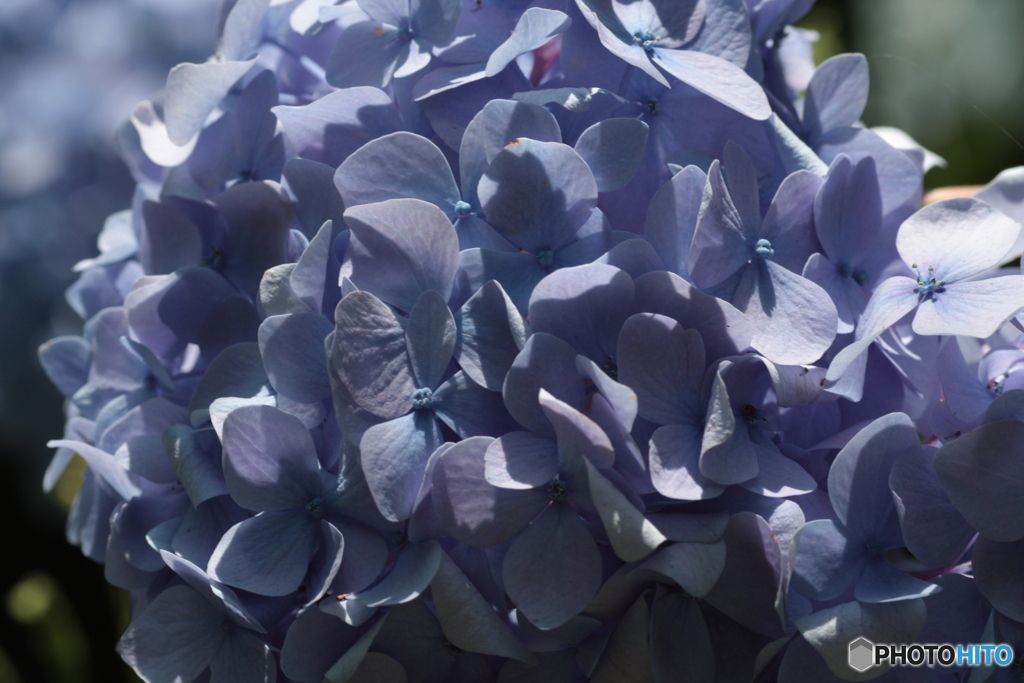 加太森林公園の紫陽花１