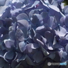 加太森林公園の紫陽花１
