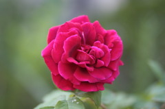 庭の薔薇(ｸﾗｲﾐﾝｸﾞﾃﾞﾄﾛｲﾀ)