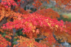 勝尾寺の紅葉