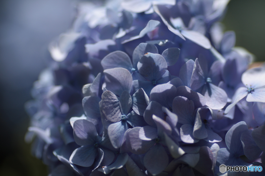 加太森林公園の紫陽花２