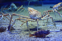 高脚蟹in海遊館