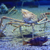 高脚蟹in海遊館