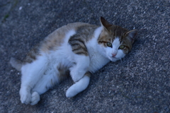 ごろん