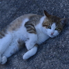ごろん