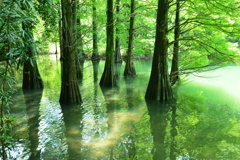 篠栗九大の森 水辺の森⑥