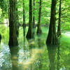 篠栗九大の森 水辺の森⑥