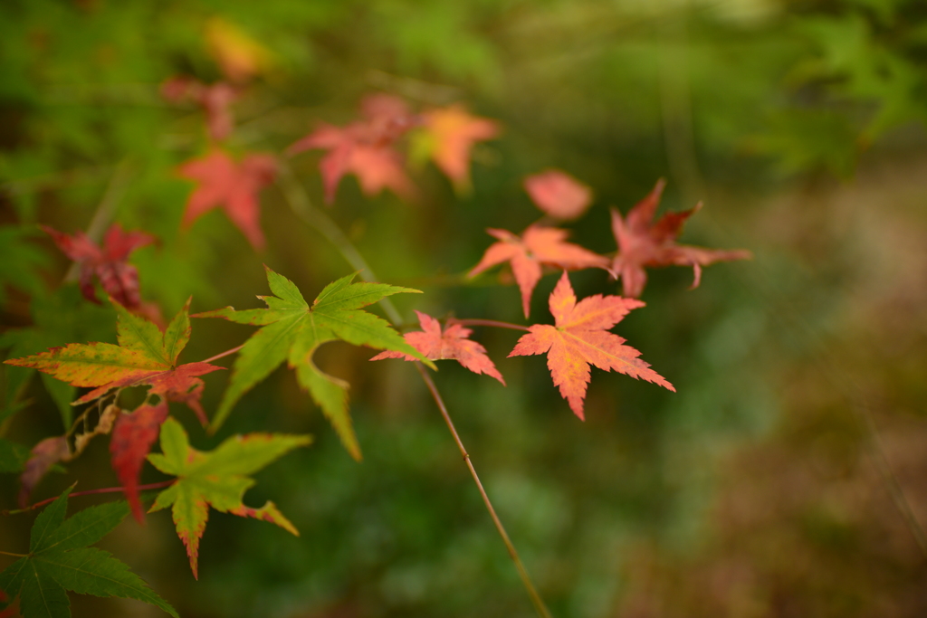 少しの紅葉 その３