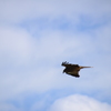 空を滑るように