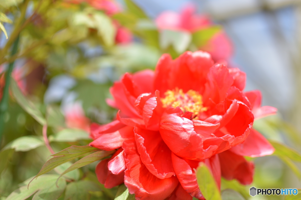 芍薬１