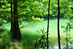 篠栗九大の森 水辺の森⑧