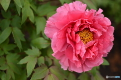 芍薬２