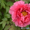 芍薬２