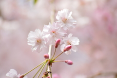 今年の桜は・・