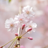 今年の桜は・・