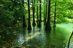 篠栗九大の森 水辺の森②