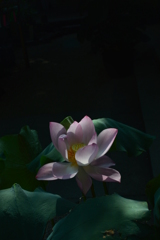 蓮の花