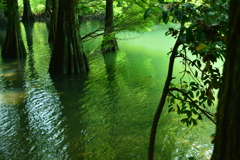 篠栗九大の森 水辺の森⑤