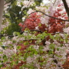 雨とサクラと紅葉