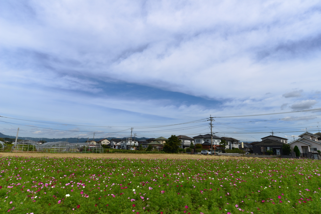 コスモス畑と空