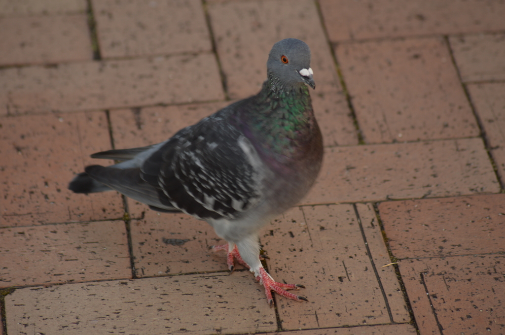 鳩