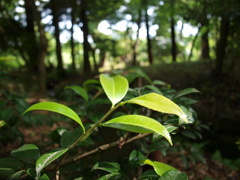 TUBAKI