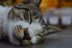 ぐったり猫