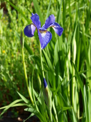 綺麗な花なんですが・・