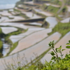 棚田２