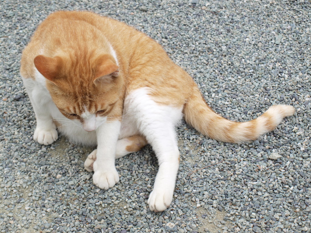 ねこー２