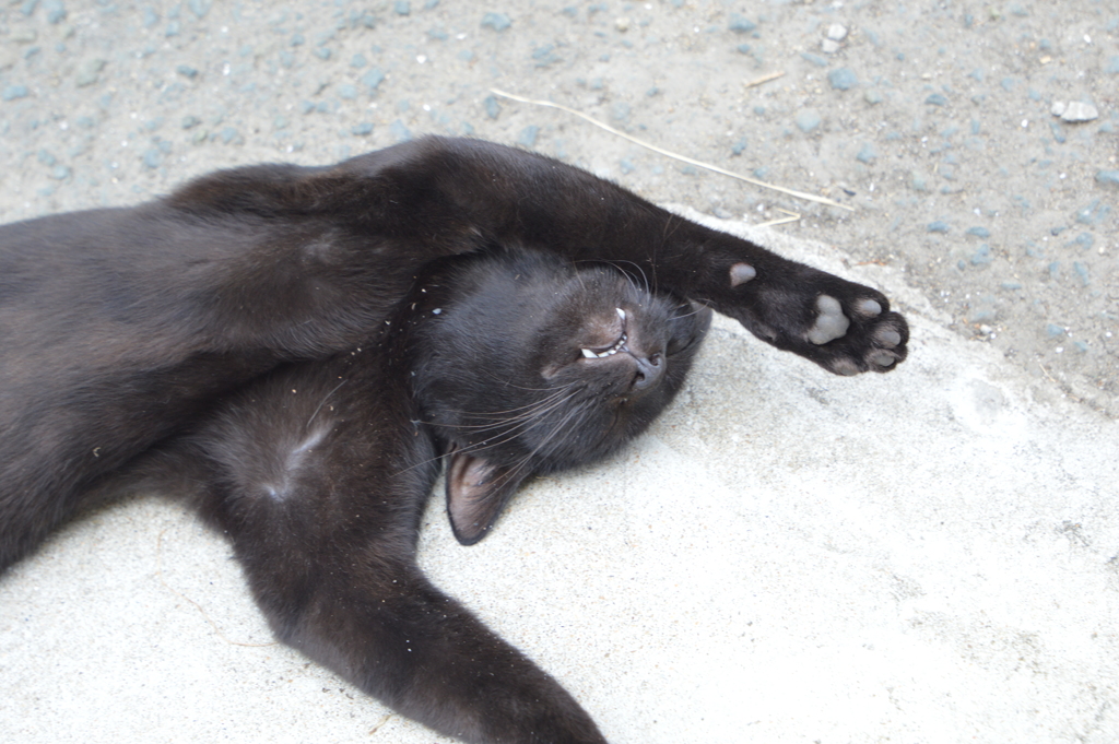 夏バテ猫