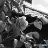 モノクロ椿