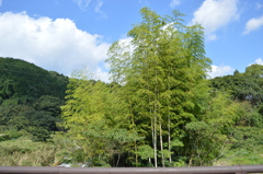 ぐんぐん伸びる