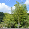 ぐんぐん伸びる